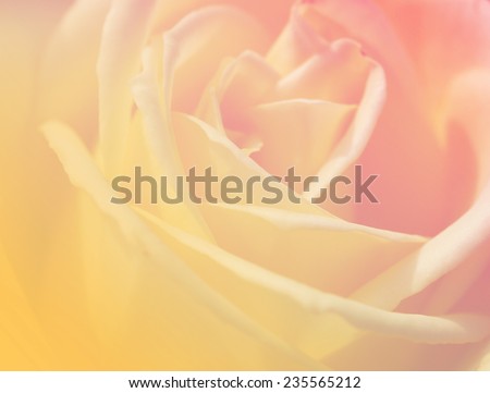 yellow color soft backgrounds natural single rose sweet love