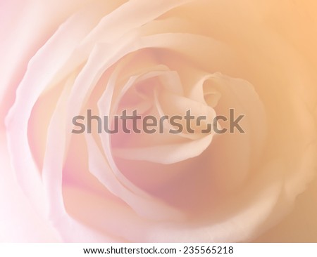 beautiful soft color natural rose flowers backgrounds