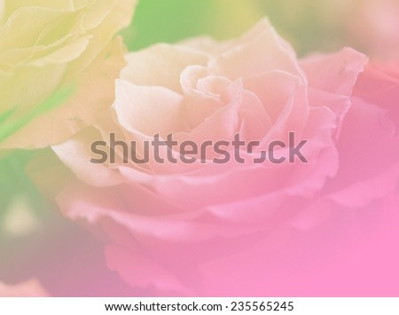 green and pink soft color backgrounds natural rose flowers