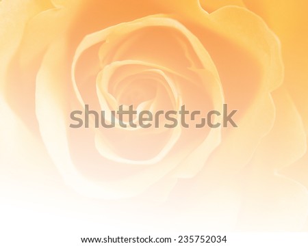 yellow and white soft color natural backgrounds rose flowers