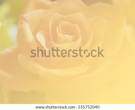 yellow color backgrounds beautiful natural rose flowers love