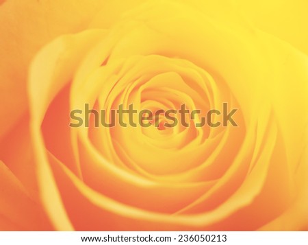 yellow color backgrounds natural rose love flowers
