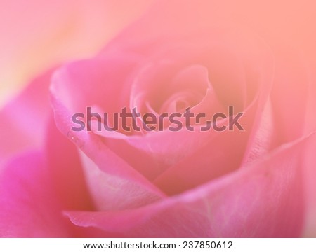 soft pink sweet love flowers backgrounds nature rose single