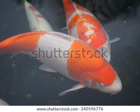nature fish in water color skin