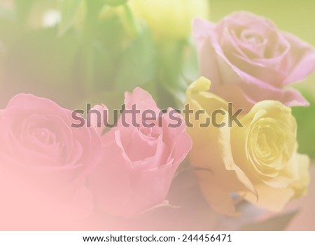 natural rose flowers closeup background color