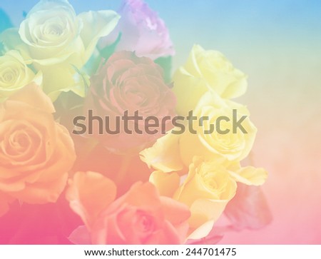 natural rose flowers closeup backgrounds color