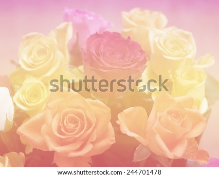 soft love color nature single flowers rose backgrounds closeup