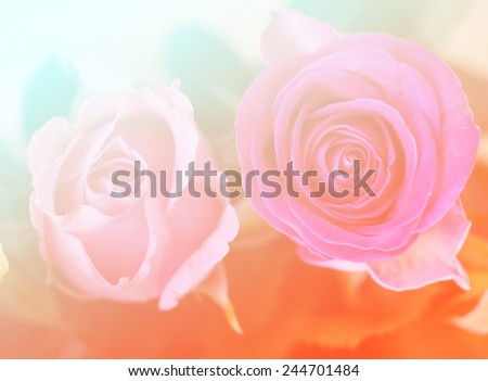 natural soft light color rose flowers single backgrounds
