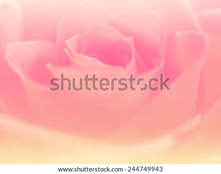 soft color sweet backgrounds natural flowers single backgrounds
