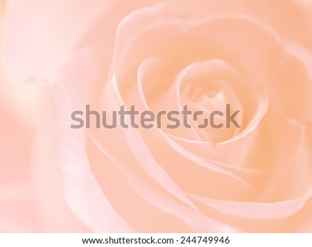 soft color yellow white backgrounds natural single rose