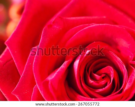 love rose single flowers backgrounds