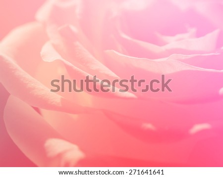 color soft pink natural rose backgrounds