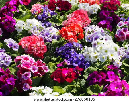 beautiful color natural floral single garden backgrounds