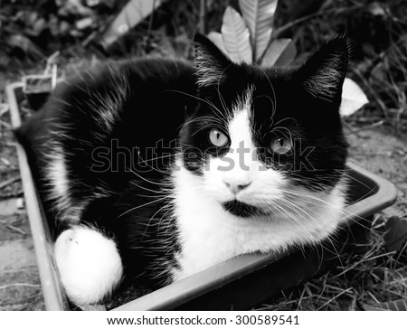 black and white lovely cat friend