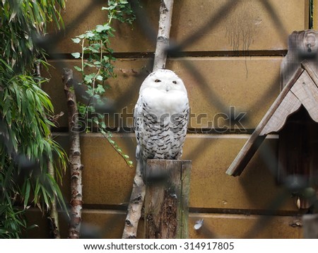white owl nature sitting in zoo