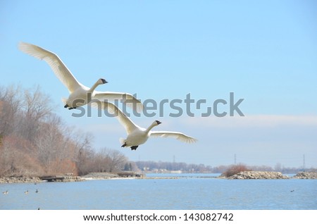 closeup of two rare Trumpeter swan flying over lake Ontario, Burlington Ontario Canada