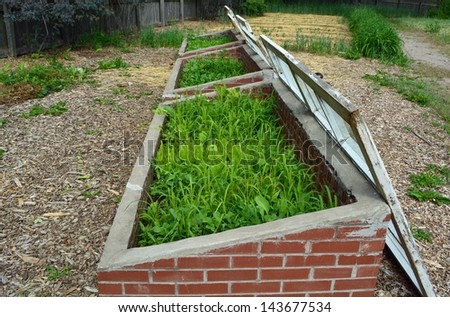 side view of three open Cold frames with mixed vegetables in the garden