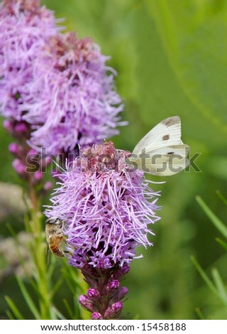 white butterfly on blazing star