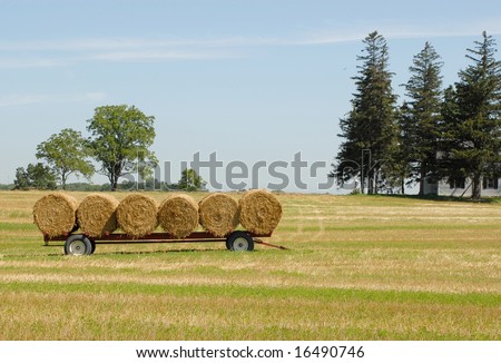 hay bales on trailer in the field