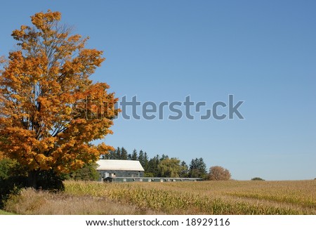 Agricultural building amidst a Autumn cornfield