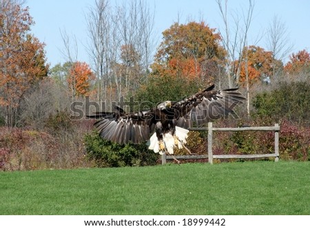 juvenile bald eagle landing