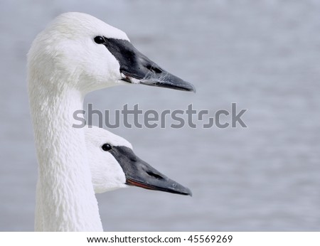 two Trumpeter Swan heads side by side