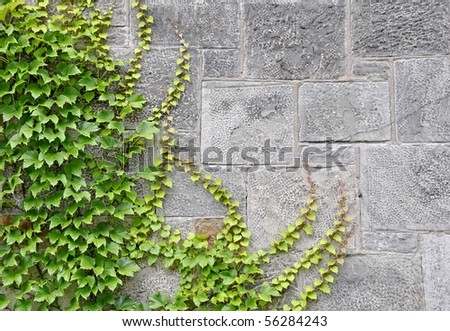 ivy wallpaper. wall with Ivy, background