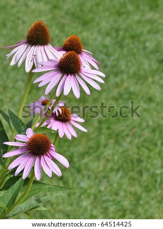 blooming cone flowers in the garden