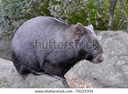 australian wombat