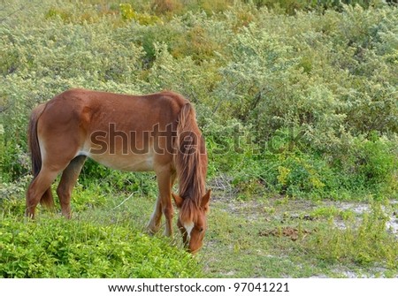 free roaming horse grazing  on the side of a street on the island of Grand Turk