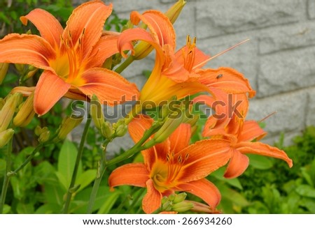 orange day lilies in full bloom with a small fly sitting on one of the pedals