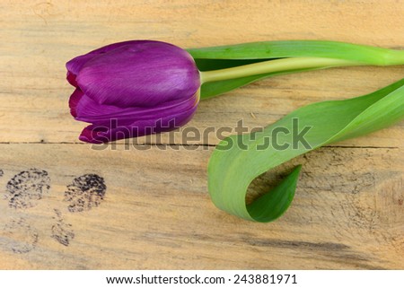 Purple tulip on a old wooden background