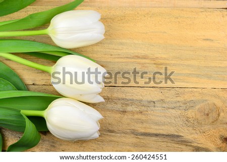 Fresh White tulips on old texture, old wooden background