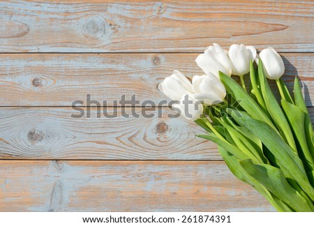 bunch of white tulips in the sun on old ice blue knotted wood as background with empty space