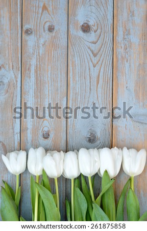 row of white tulips on old ice blue knotted wooden background with empty space as layout for text or photo frame