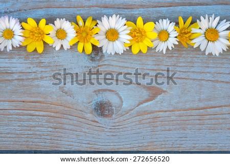 Blue grey knotted wood background with  a row field flowers, daisies and  buttercups and empty space