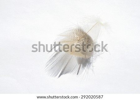 White grey empty background with light striped down feather with beautiful shadow