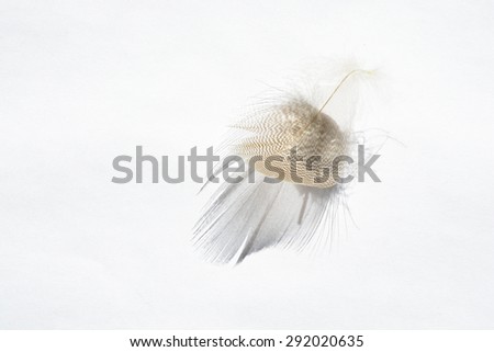 White grey empty background with light striped down feather with beautiful shadow, soft focus