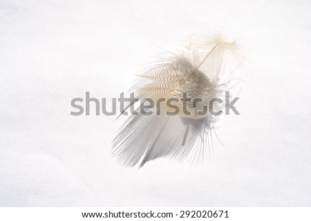 White grey empty background with light striped down feather with beautiful shadow, soft focus