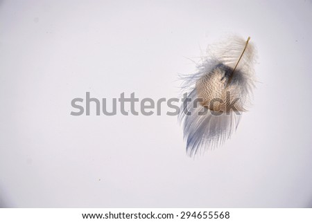 White grey soft empty background with light striped down feather with beautiful shadow