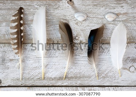 selection of various bird feathers on a white leaved painted wooden shelves background