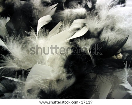 A clump of fluffy white and black feathers.