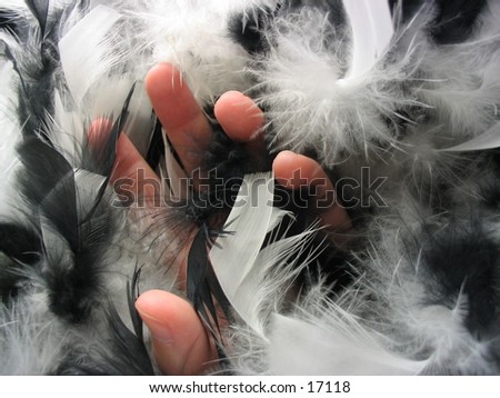 A hand reaching through a clump of fluffy black and white feathers, to represent the sense of touch.