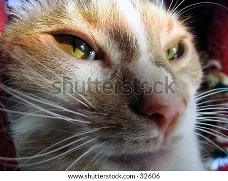 A cat\'s face, highlighted by the sun.