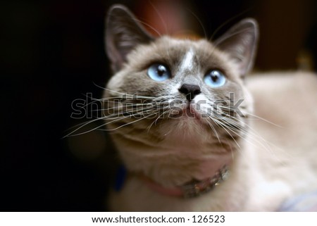 A blue-eyed cat with a fancy collar. Focus on face, background has bokeh.
