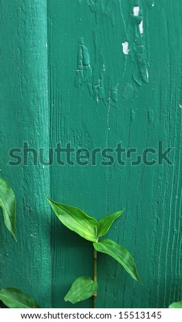 Plant growing against a peeling paint wall