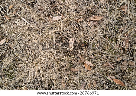 The background of dry grass and leaves. The symbol of autumn and the absence of signs of life.