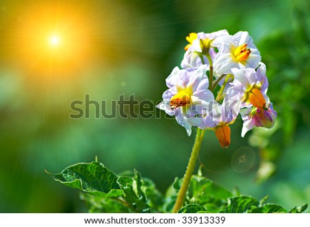 flowering bush potatoes, sunlit. Beautiful natural details.