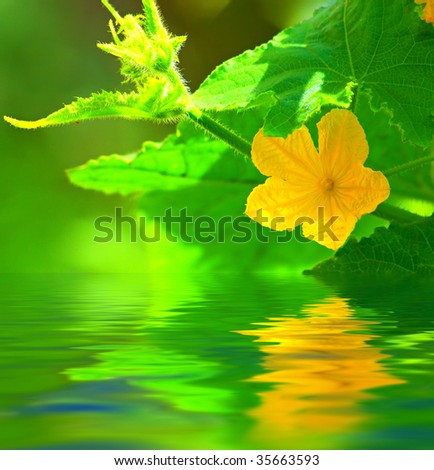 Cucumber leaves and flower above a water closeup. Shallow DOF.
