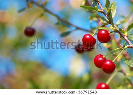 Ripe cherry fruit on the tree. Shallow DOF.